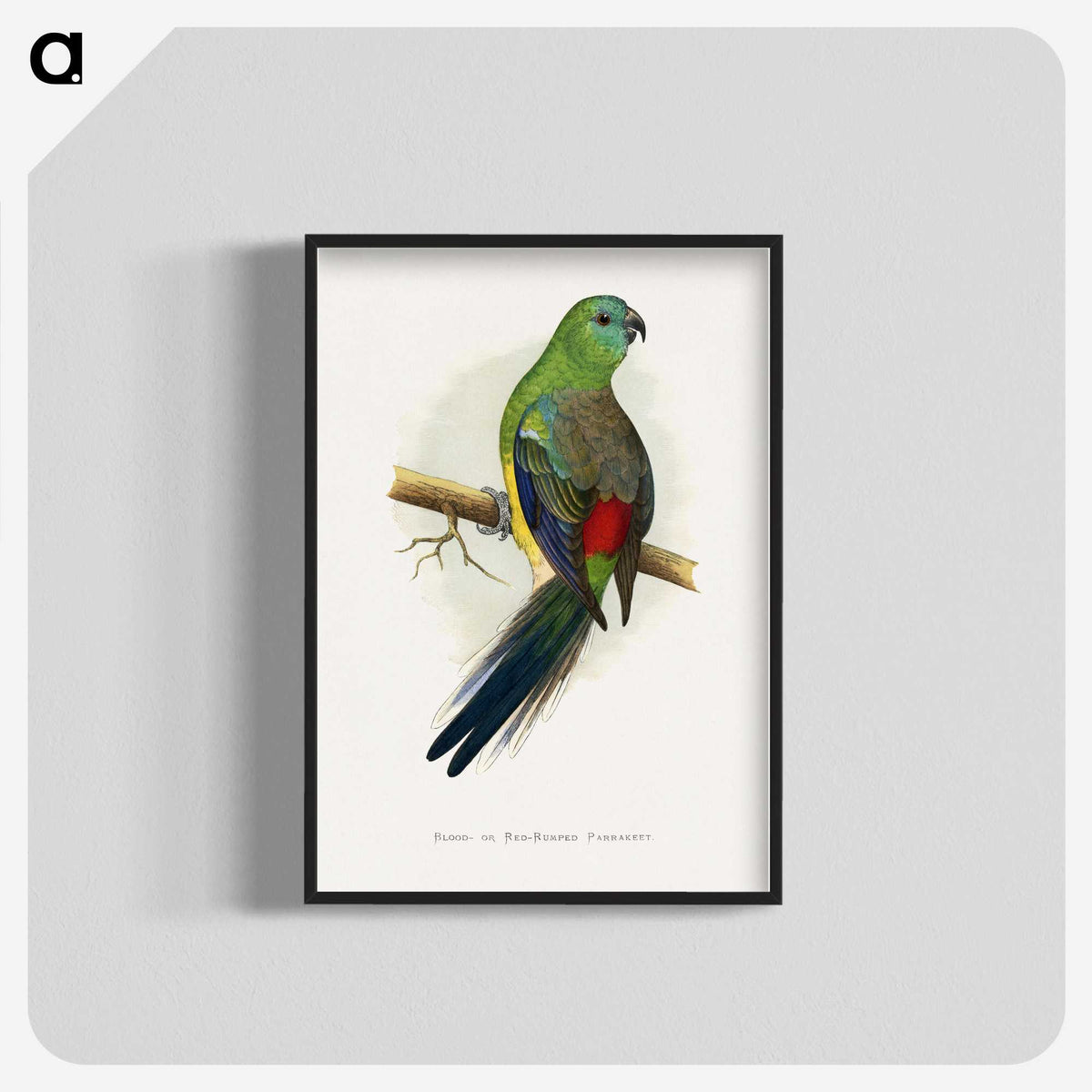1-79_Parrots-in-Captivity_blk-crop
