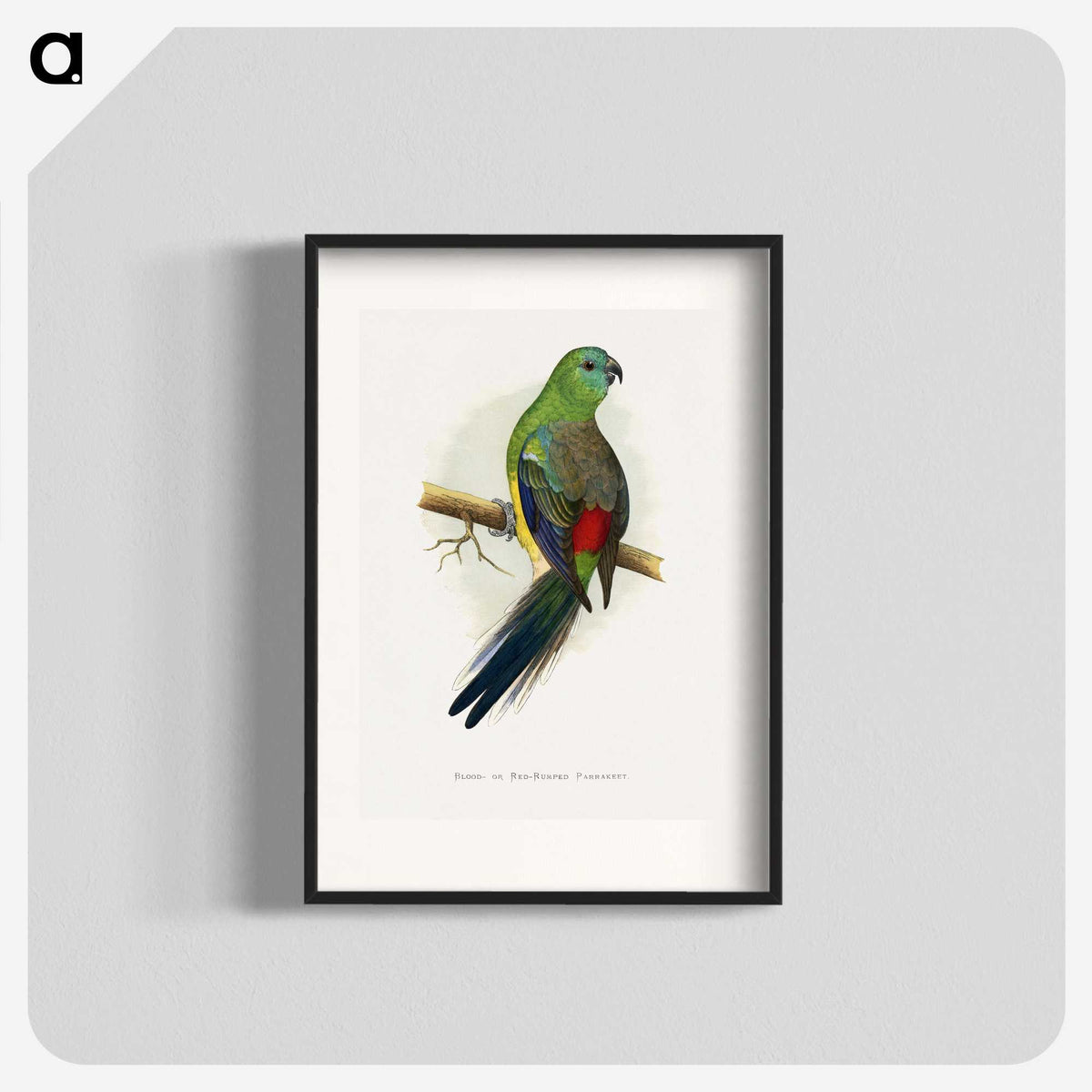 1-79_Parrots-in-Captivity_blk