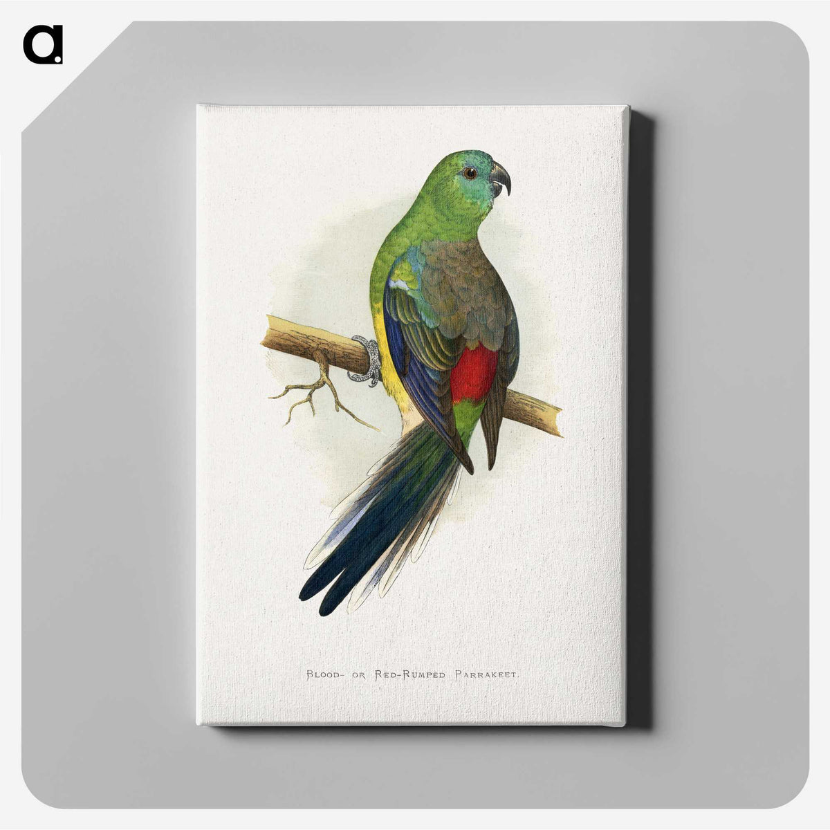 1-79_Parrots-in-Captivity_canvas
