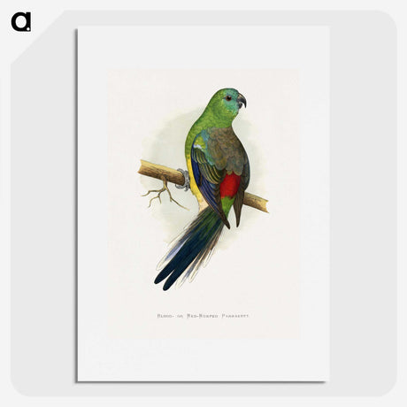1-79_Parrots-in-Captivity_picture