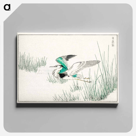 アートパネル-Eastern Grey Heron Illustration
 - 鳥類図鑑 Canvas.