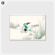 アートポストカード-Eastern Grey Heron Illustration
 - 鳥類図鑑 Postcard.