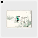アートポストカード-Eastern Grey Heron Illustration
 - 鳥類図鑑 Postcard.
