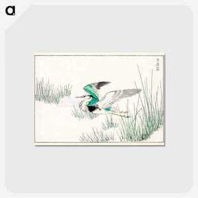 アートポストカード-Eastern Grey Heron Illustration
 - 鳥類図鑑 Postcard.