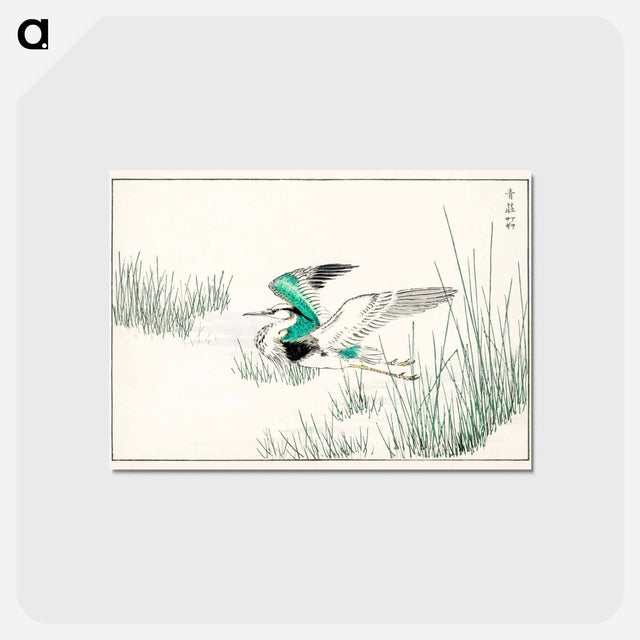 アートポストカード-Eastern Grey Heron Illustration
 - 鳥類図鑑 Postcard.