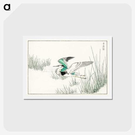 1-79_Pictorial-Monograph-of-Birds_hagaki