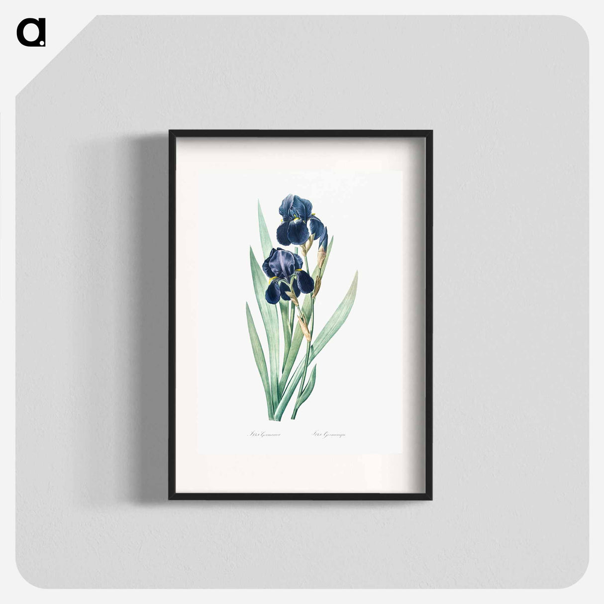 German iris illustration - Pierre Joseph Redouté Poster.