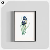 German iris illustration - Pierre Joseph Redouté Poster.