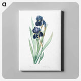 アートパネル-German iris illustration - ピエール ジョゼフ ルドゥーテ Canvas.