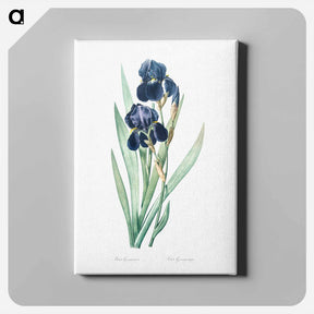 アートパネル-German iris illustration - ピエール ジョゼフ ルドゥーテ Canvas.