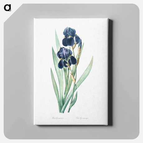 アートパネル-German iris illustration - ピエール ジョゼフ ルドゥーテ Canvas.