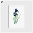アートポストカード-German iris illustration - ピエール ジョゼフ ルドゥーテ Postcard.