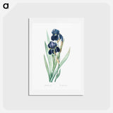 アートポストカード-German iris illustration - ピエール ジョゼフ ルドゥーテ Postcard.