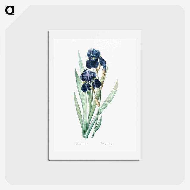 アートポストカード-German iris illustration - ピエール ジョゼフ ルドゥーテ Postcard.
