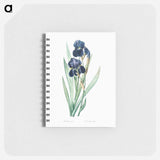 German iris illustration - ピエール ジョゼフ ルドゥーテ Memo.