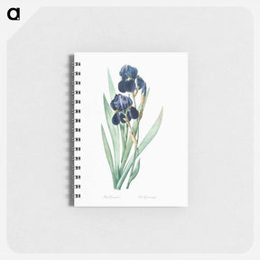 アートメモ帳-German iris illustration - ピエール ジョゼフ ルドゥーテ Memo.