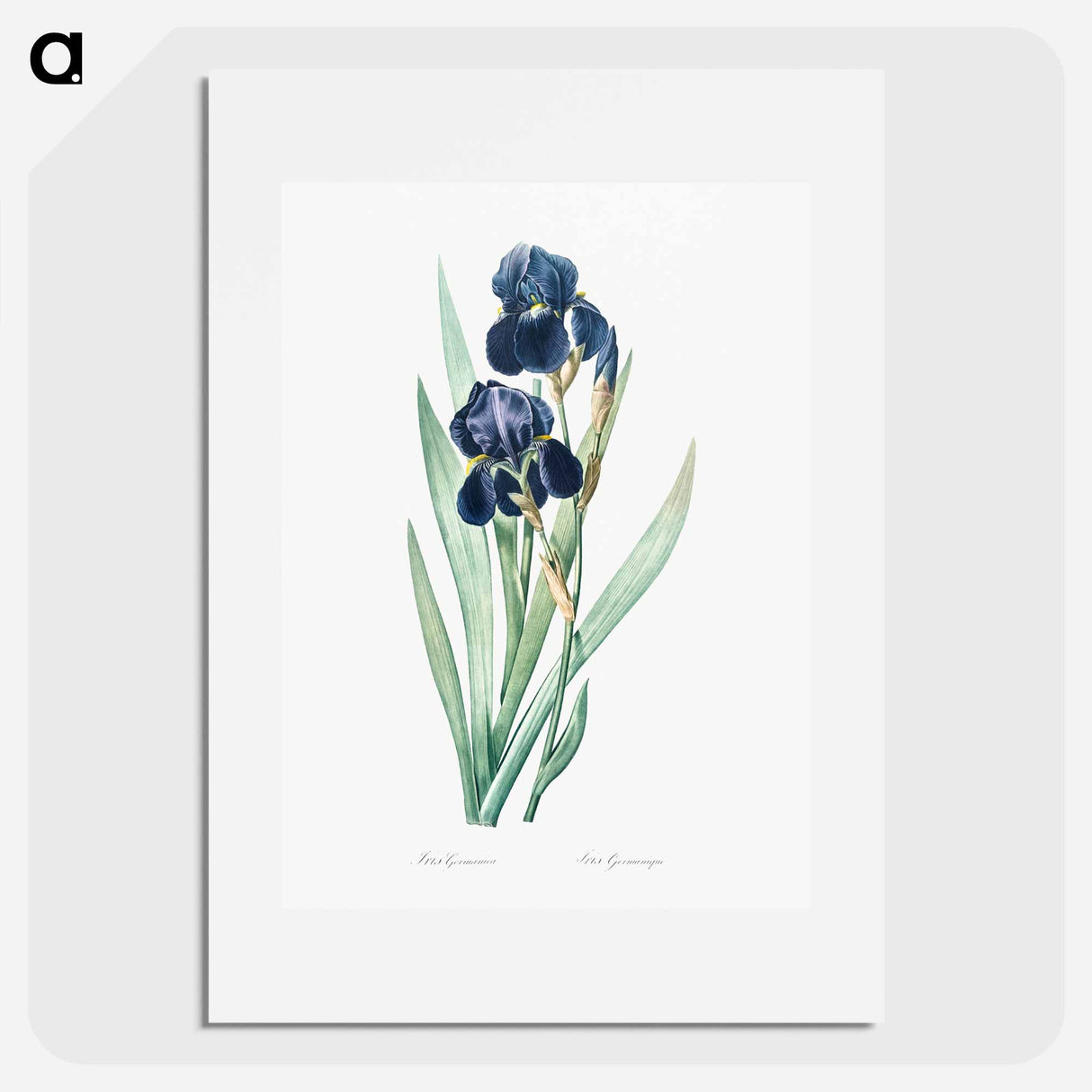 German iris illustration - Pierre Joseph Redouté Poster.