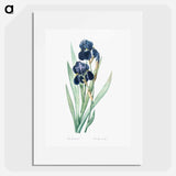German iris illustration - Pierre Joseph Redouté Poster.