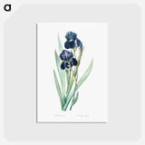アートポストカード-German iris illustration - ピエール ジョゼフ ルドゥーテ Postcard.