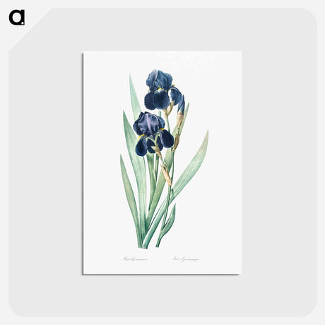 アートポストカード-German iris illustration - ピエール ジョゼフ ルドゥーテ Postcard.