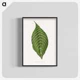 1-79_Plants-with-Colored-Foliage_blk-crop
