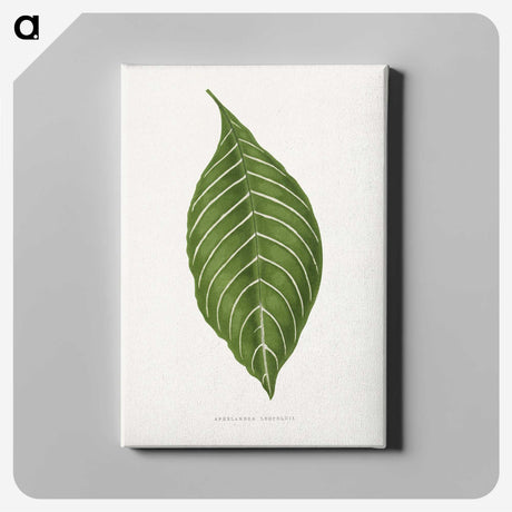 1-79_Plants-with-Colored-Foliage_canvas
