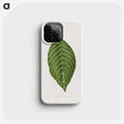 1-79_Plants-with-Colored-Foliage_phone