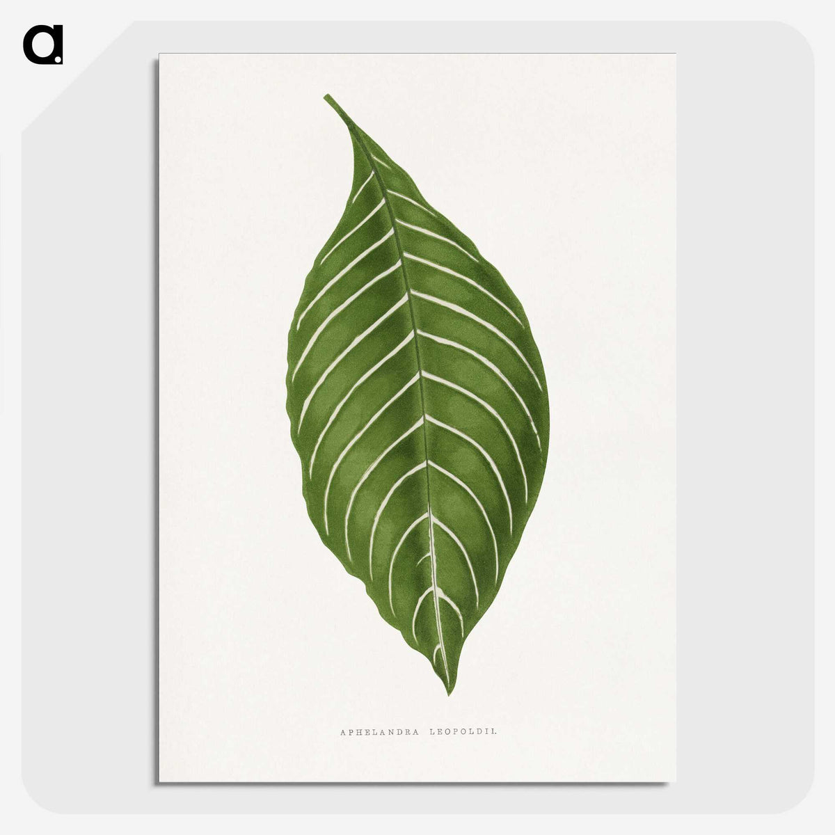 1-79_Plants-with-Colored-Foliage_picture-crop