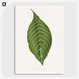 1-79_Plants-with-Colored-Foliage_picture-crop