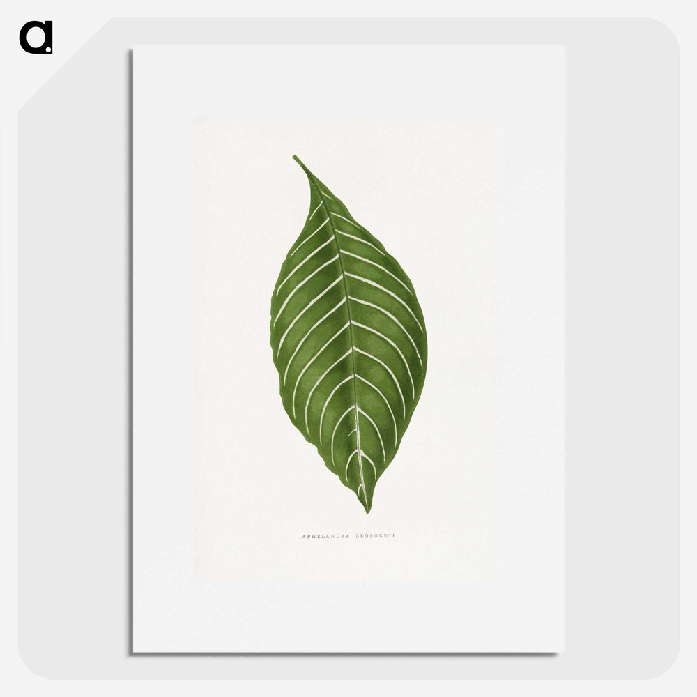 1-79_Plants-with-Colored-Foliage_picture