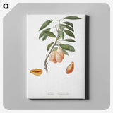 1-79_Pomona-Italiana_canvas
