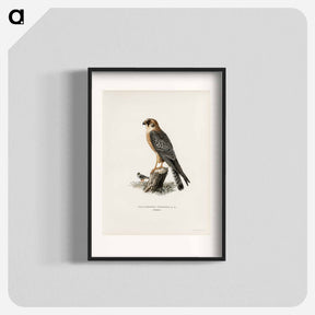 アートポスター-Red-footed Falcon
 - スヴェンスカ フォグラル Poster.