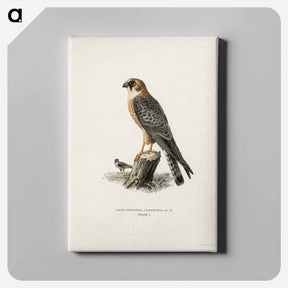 アートパネル-Red-footed Falcon
 - スヴェンスカ フォグラル Canvas.