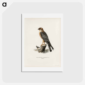 アートポストカード-Red-footed Falcon
 - スヴェンスカ フォグラル Postcard.