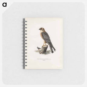 アートメモ帳-Red-footed Falcon
 - スヴェンスカ フォグラル Memo.