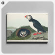 アートパネル-Puffin from Birds of America
 - アメリカの鳥たち Canvas.