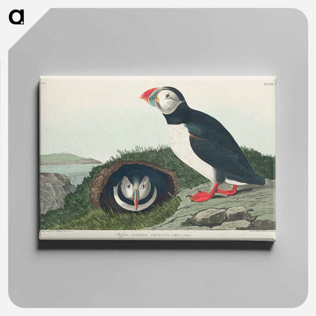アートパネル-Puffin from Birds of America
 - アメリカの鳥たち Canvas.