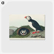 アートポストカード-Puffin from Birds of America
 - アメリカの鳥たち Postcard.