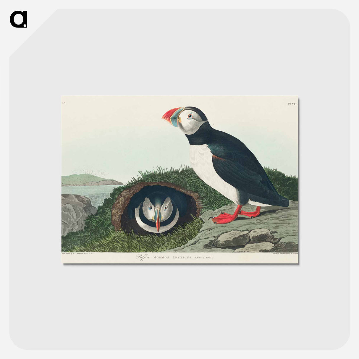 アートポストカード-Puffin from Birds of America
 - アメリカの鳥たち Postcard.