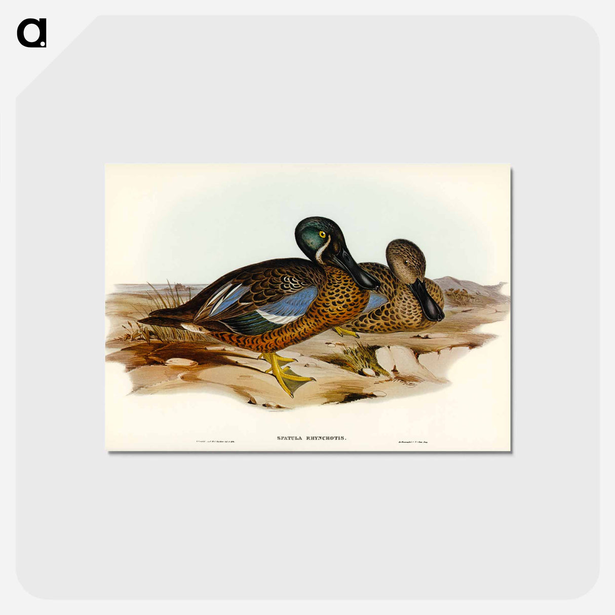 アートポストカード-Australian Shoveller
 - オーストラリアの鳥 Postcard.