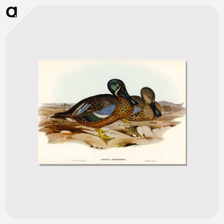 アートポストカード-Australian Shoveller
 - オーストラリアの鳥 Postcard.