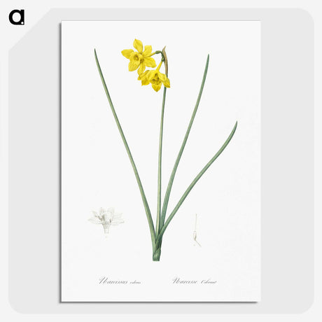 1-79_The-Lilies_picture-crop