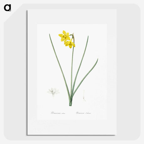 1-79_The-Lilies_picture