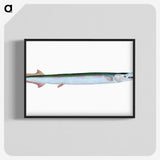 1-79_The-Natural-History-of-British-Fishes_blk-crop