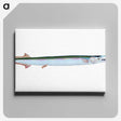1-79_The-Natural-History-of-British-Fishes_canvas