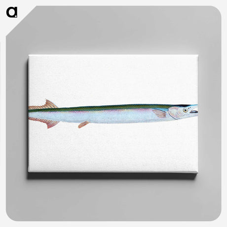 1-79_The-Natural-History-of-British-Fishes_canvas