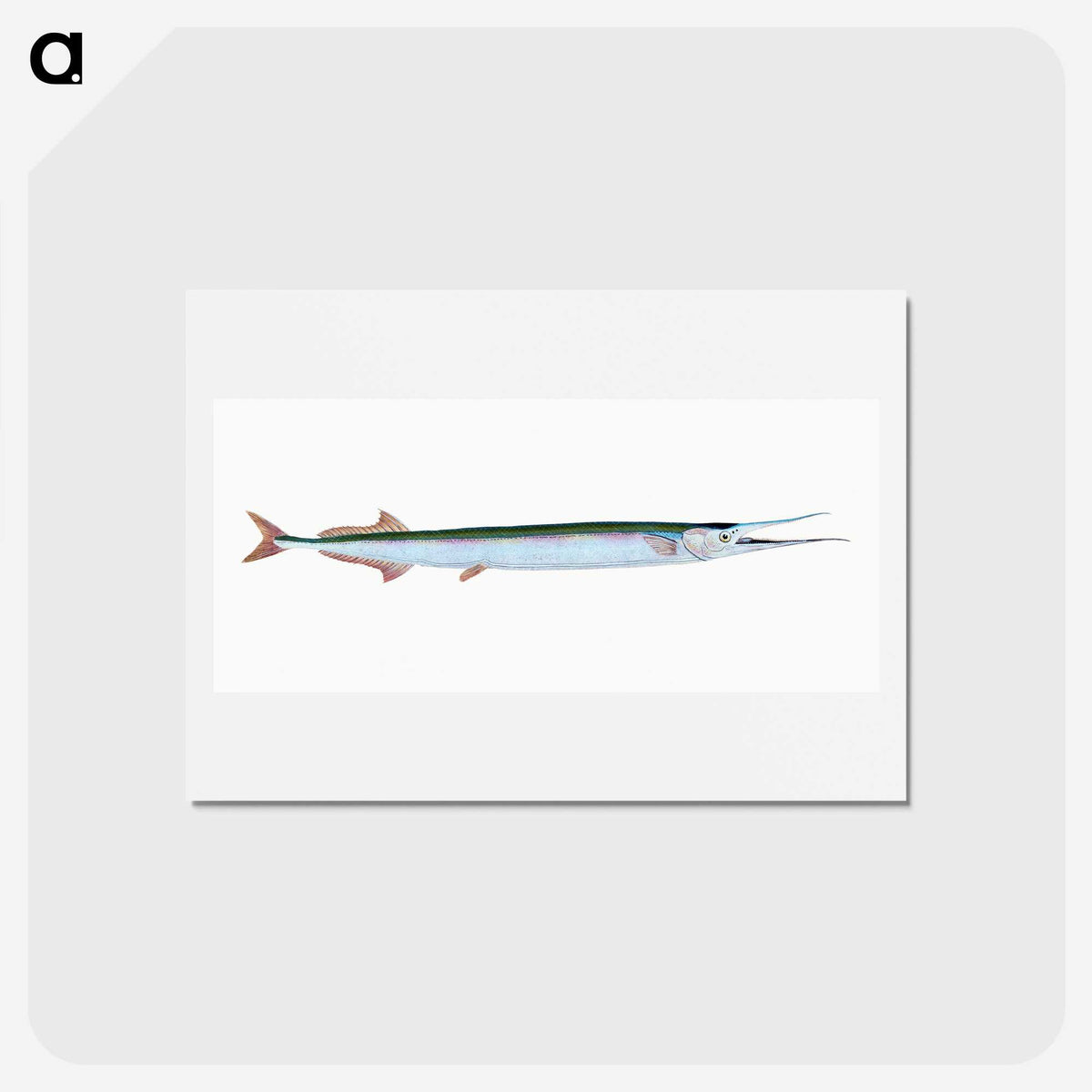 1-79_The-Natural-History-of-British-Fishes_hagaki