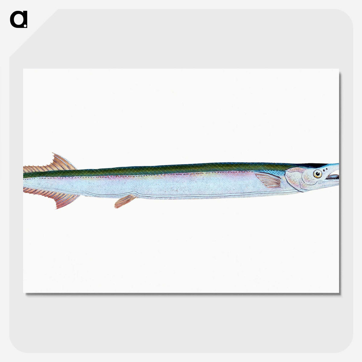 1-79_The-Natural-History-of-British-Fishes_picture-crop