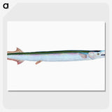 1-79_The-Natural-History-of-British-Fishes_picture-crop