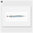 1-79_The-Natural-History-of-British-Fishes_picture